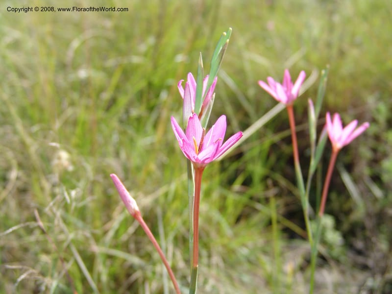 Hesperantha--So.Africa. E. Cape. Waringham Farm, Quanti Area, Stut. 8 Mch 05. 121.jpg