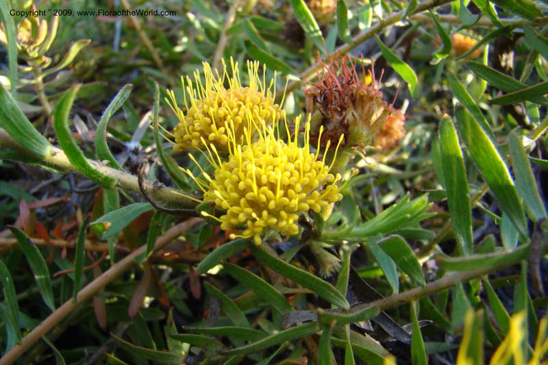 Leucospermum, Z. Rogers 1259--So. Africa. W. Cape. E of Stanford, Hermanus Rd. 19 Jan 09. 027.jpg