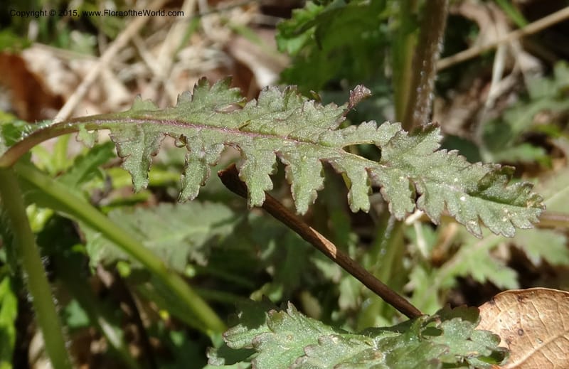 Pedicularis canadensis, Davidson, C 12963--North Carolina. Trans. Co. NC 215 and BRP. 12 May 2015. DSC04292 (57).JPG