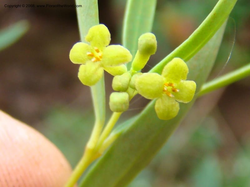Wikstroemia indica, JMunzinger4671--N.Caled. Dumbea Dam in Dumbea Riv. 11 Nov 07. 357.jpg