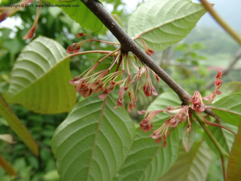 Euptelea pleiosperma, Boufford, D 43587--China. Sichuan. Tudiling Tunnel. 6 May 2014. DSC03860 (126).JPG