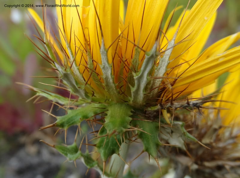 Berkheya barbata, Davidson, C 12314--South Africa. Western Cape. E. side, Fernkloof. 24 Jan 2014. DSC01799 (83).JPG