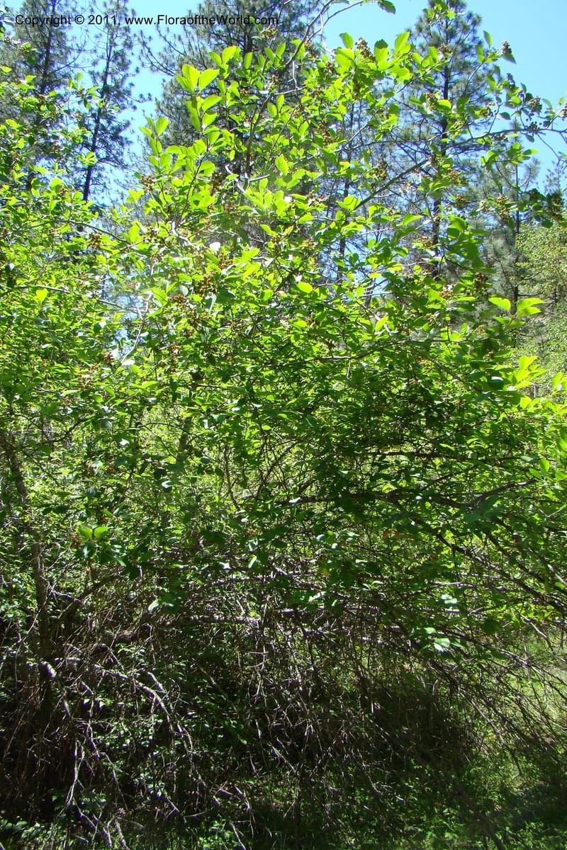 Crataegus douglasii, C. Davidson 11396--Idaho. Idaho Co. Salmon River. Shepp Ranch. 28 May 2009. 100.jpg