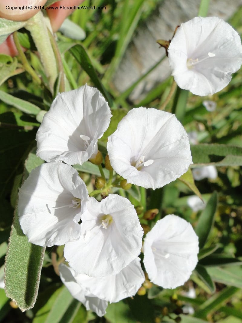 Convolvulus, Stevens,  W. D 31125, Cerro Cora, 16 Mar 2011 1688 (7).JPG