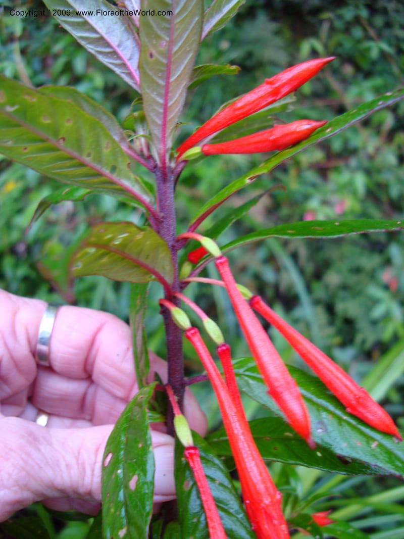 Fuchsia, D. Neill 16009--Ecuador.Prov.ZamoraC.ResTapichalaca-roadside 25 Sep 2007 035 (8).jpg