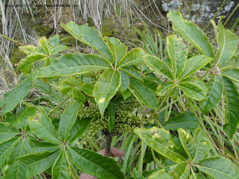 Schefflera digitata, C. Gemmill 720--New Zealand. N. Island. Mt. Te Aroha. 13 Jan 2010. 065 (2).JPG