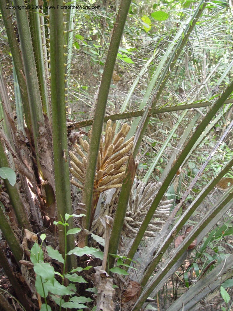 Elaeis guineensis--Ghana. Aburi Botanic Garden. 11 Dec 03. 144.jpg