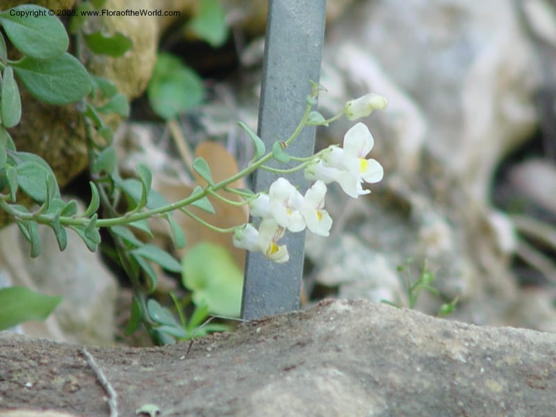 Antirrhinum valentinum--Spain. Blanes. Marimurtra Bot. Gard. 24 Apr 04. 041.jpg