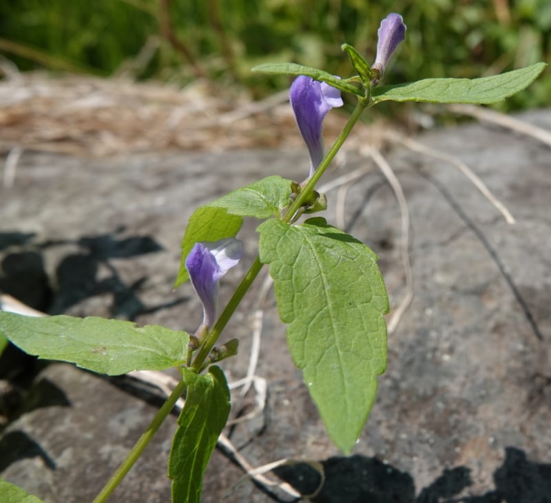 Scutellaria galericulata, C. Davidson 13882--ID. Fremont Co. Henry's Fork River. Box Canyon. 31 Jul 2018. DSC08304 (130).JPG
