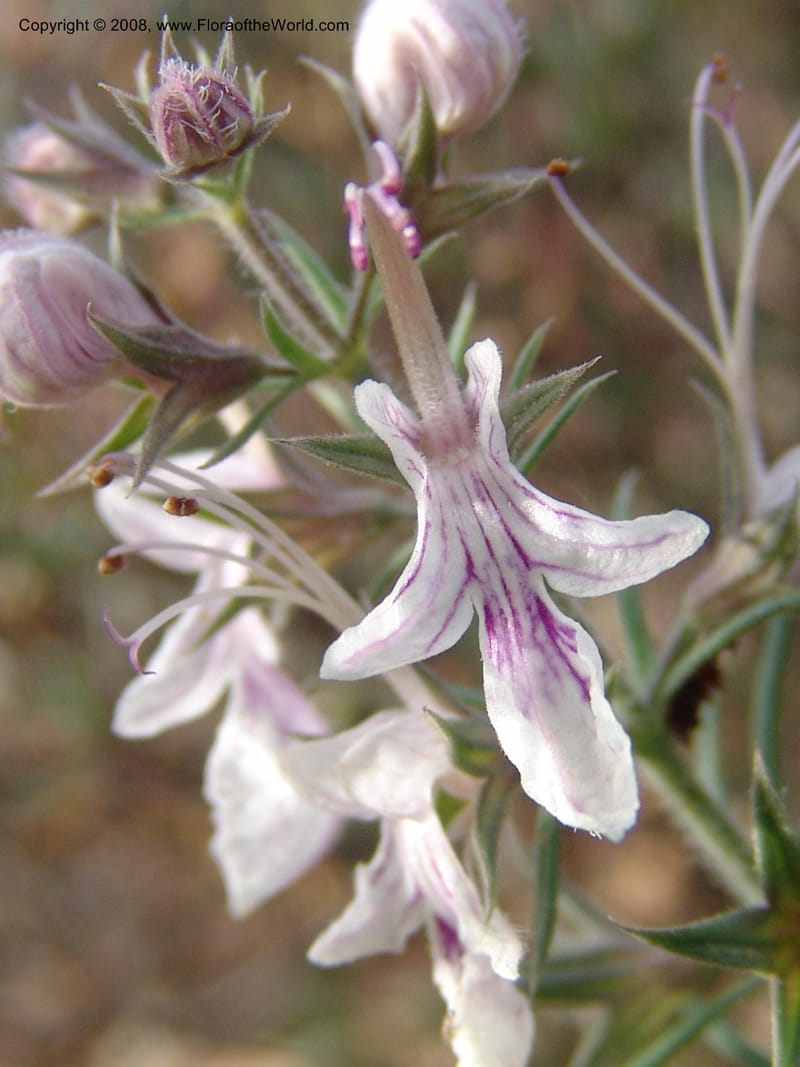 Teucrium pseudochamaepitys--Spain. Prov. Alm. Cabo d Gata. Jard.Bot.El Abardinal. 23 Apr 05. 134.jpg