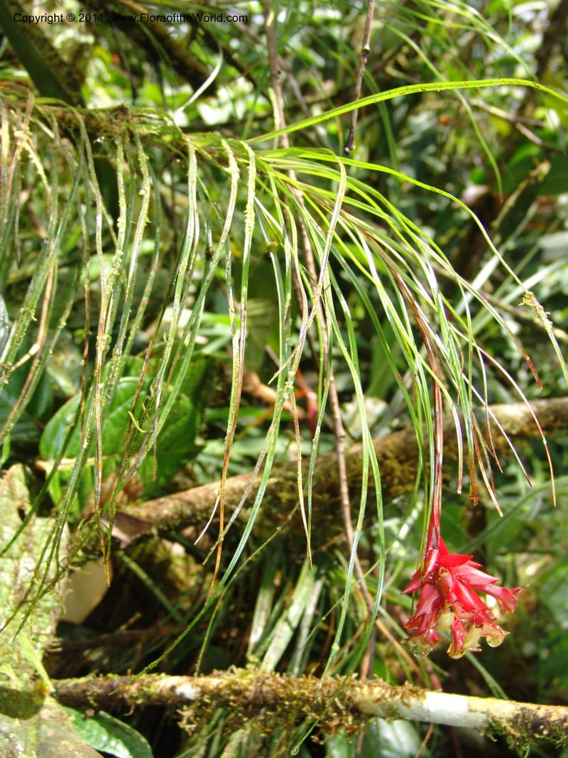 Guzmania graminifolia, Croat 95179--Ecuador. Prov. Esmeraldas. Alto Tambo. 22 Feb 05. 059.jpg