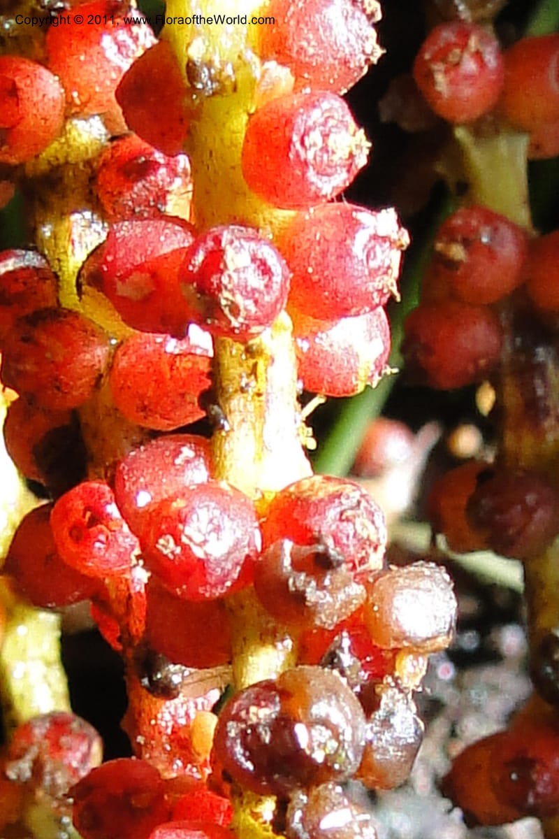 Gunnera brephogea, Ulloa 2180--Ecuador. Pichincha. Reserva Yanacocha. 11 Jun 2011. 311 (42).jpg