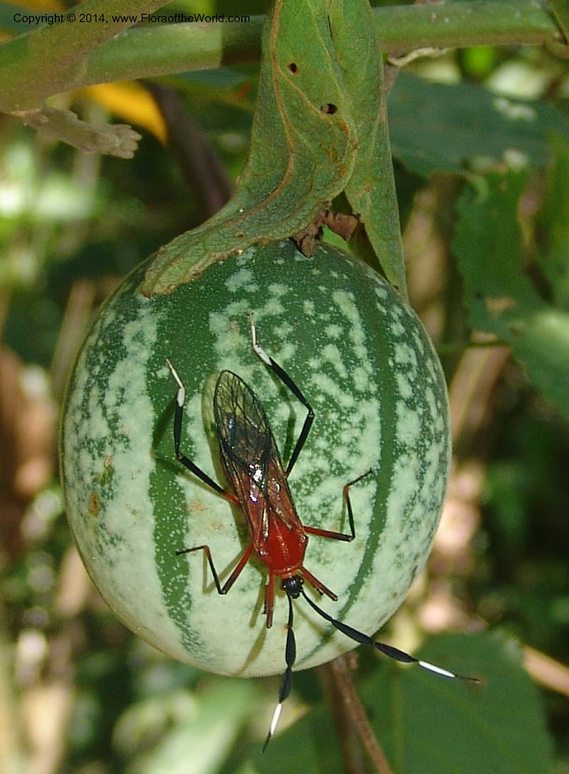 Passiflora, Farfan 805--Peru. Edo. Madre de Dios. Laguna Valencia. 22 Oct 05. 166.jpg