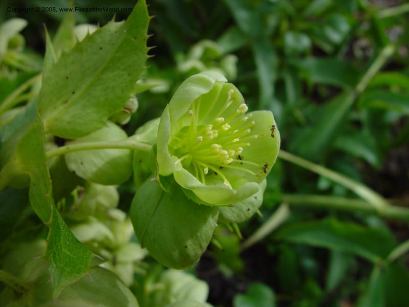 Helleborus lividus ssp. corsicus. 87.0732--CA. UC Berkeley Bot. Gard. 11 Feb 03. 071.jpg