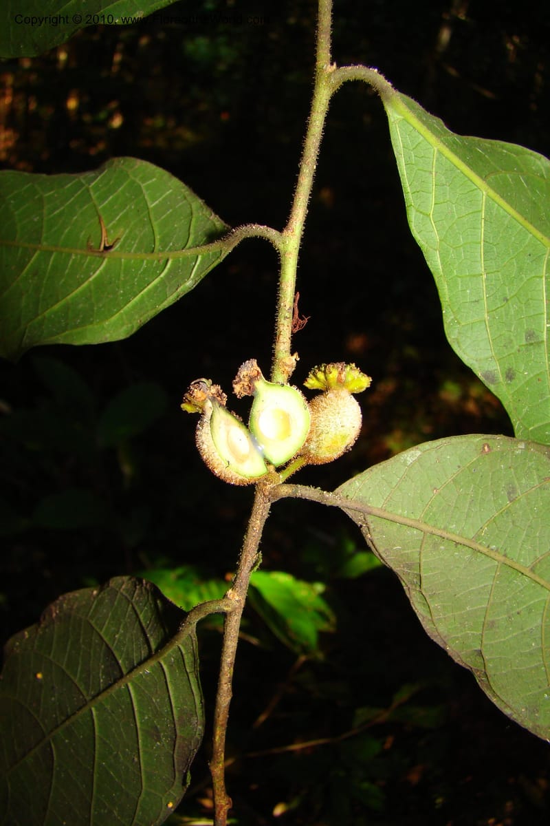 Trymatococcus, Vasquez 34817--Peru. Loreto. Dist. Nauta. Miraflores, Rio Tigre. 10 Nov 08. 850 (8).jpg