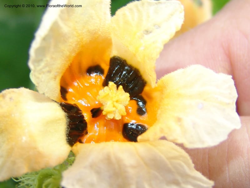 Momordica foetida, R. Gereau 6794--Tanz. Ulanga Distr. Mbangayao Sch. 12 Feb 06. 039 (9).jpg