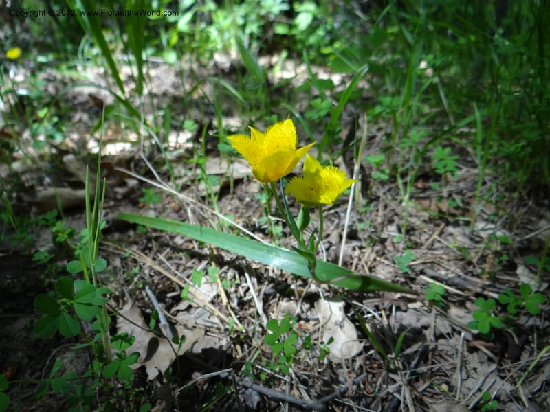 Calochortus monophyllus, Davidson, C 12134--Calif. Nevada Co. 19 Apr 2013.   (3).JPG