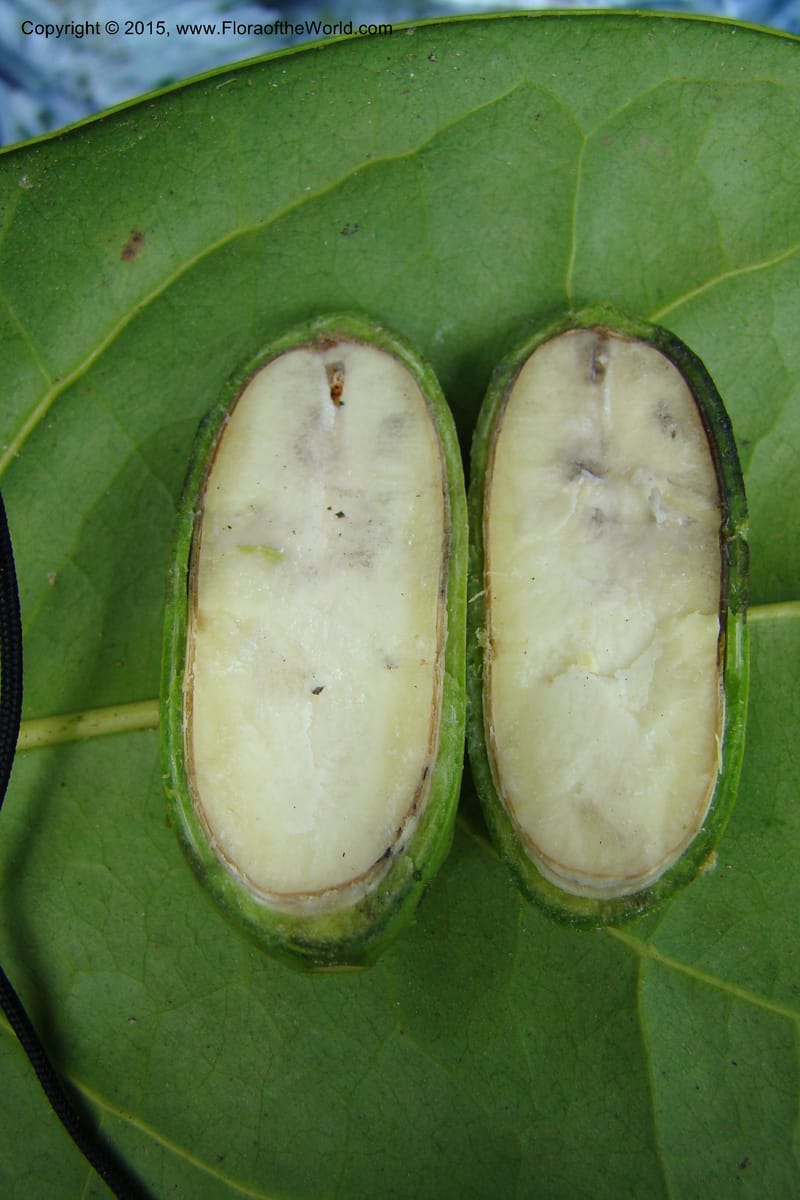 Gnetum nodiflorum, R. Vasquez 34649--Peru. Loreto. Dist. Nauta. Pac. Samiria. Rio Yanayacu. 7 Nov 08. 443.jpg