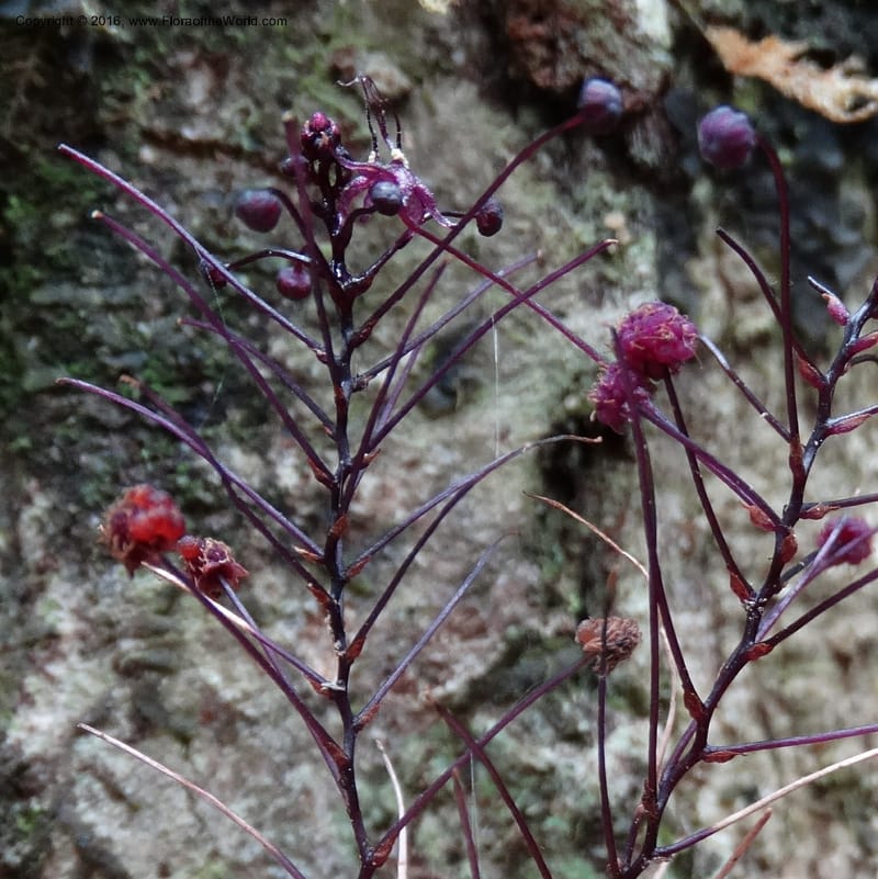 Sciaphila, Davidson, C 12754--Sabah. Hampuan FR. 13 Oct 2014. DSC04689 (92).JPG