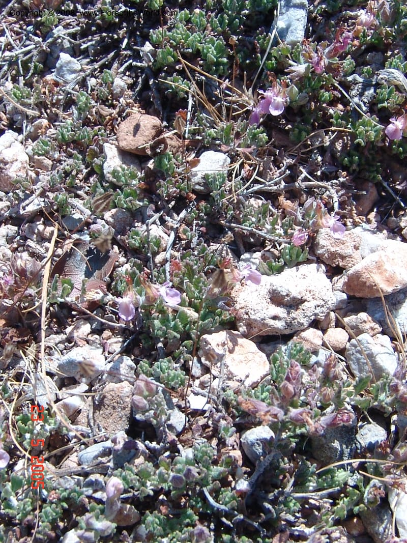 Teucrium divaricatum--Crete. Ep. Kydonia. Akrotiri. Trail Gouvernetos . 23 May 05. 005.jpg