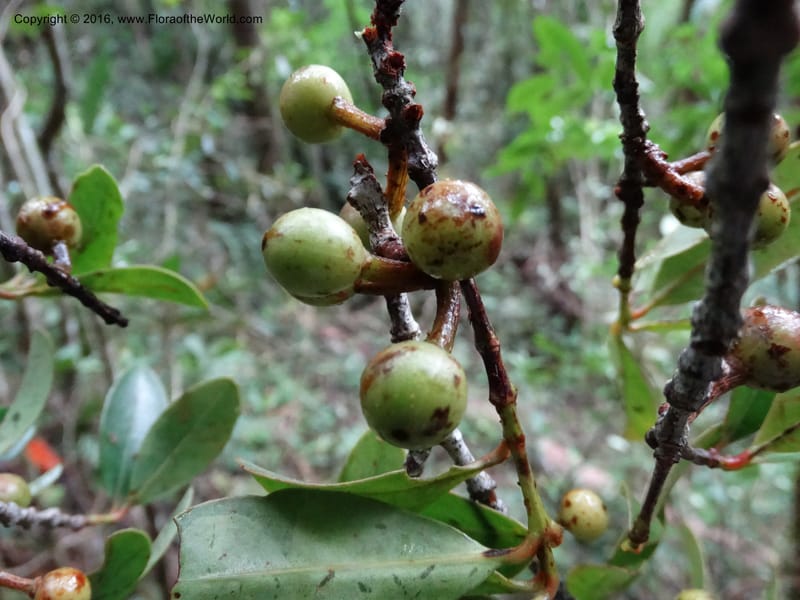 Austrobuxus, Davidson, C 12732--Sabah. Mt. Kinabalu. Bundu Tuhan Trail. 11 Oct 2014. DSC04133 (4).JPG