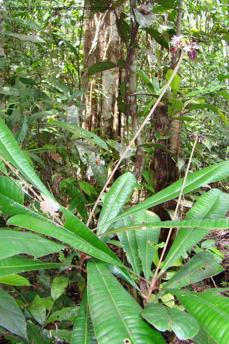 Angostura, RVasquez35042--Peru. Loreto. Dto. Iquitos. Res. Allpahuayo-Mishana. 19 Nov 08. 284.jpg