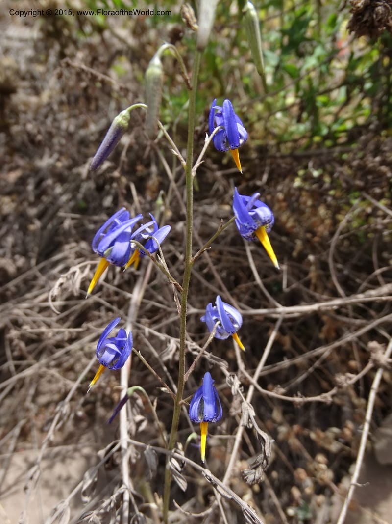 Conanthera bifolia, Davidson, C 12823--Chile. Ruta J-55 east of Talca. 27 Nov 2014. DSC08656 (9).JPG