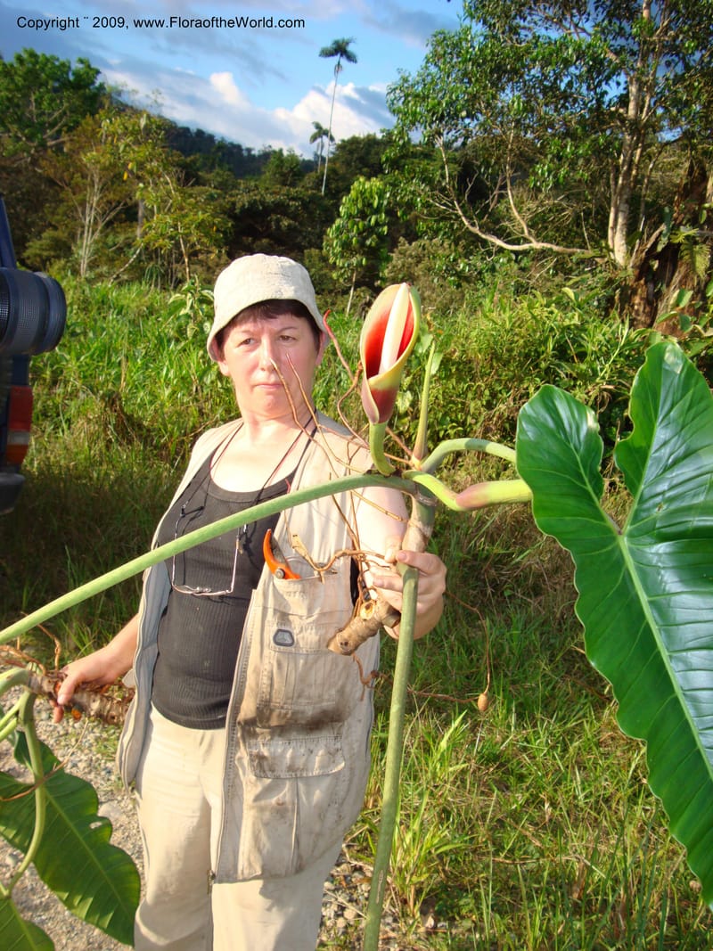 Philodendron deflexum, T. Croat 98842--Ecuador.Prov.ZamoraC.Rio Wawaime Valley19Sep2007 070 (3).jpg