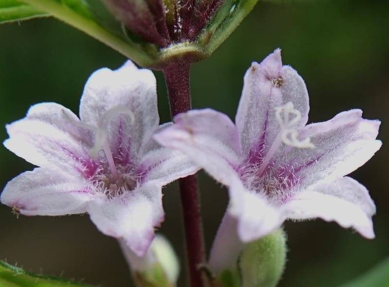 Leptodermis pilosa var. pilosa, C. Davidson 13764--China. Sichuan. Yibailingba-gou. 12 Aug 2017. DSC04660 (267).JPG