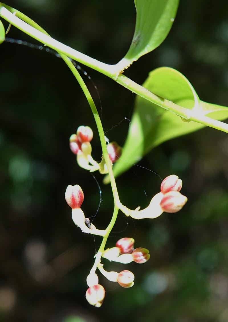 Petermannia cirrosa, Davidsonm C 13363--Australia. Qld. Springbrook N.P. Mt. Cougal Sect. 19 Oct 2016. DSC03346 (9).JPG