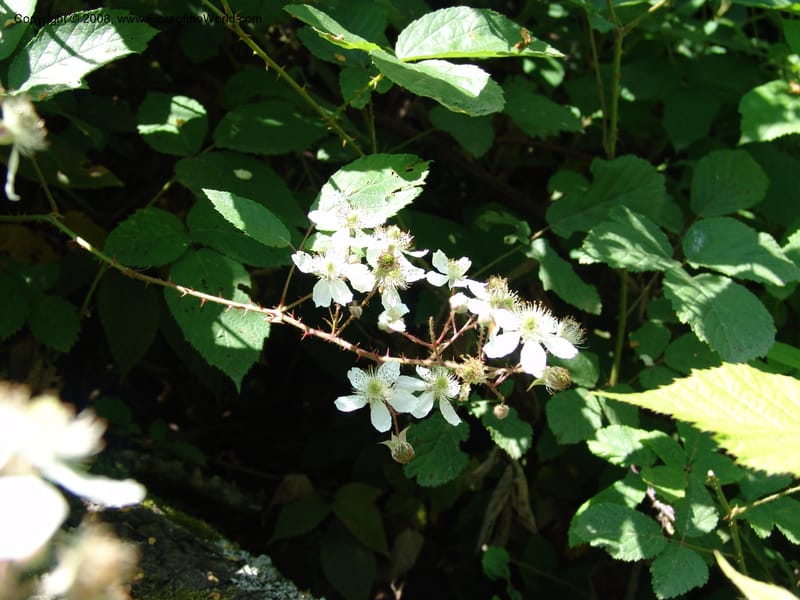 Rubus caucasicus--Georgia. Lagodekhi  Forest Reserve. 11 Jun 05. 158.jpg