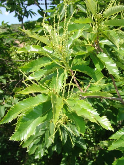 Foliage and developing catkins on a leafy branch