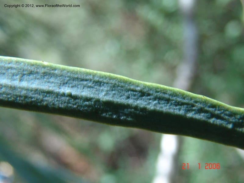 Boscia longifolia, Rogers, Z 927-Madagascar, Berenty, 21 Jan 2006 210 (8).jpg