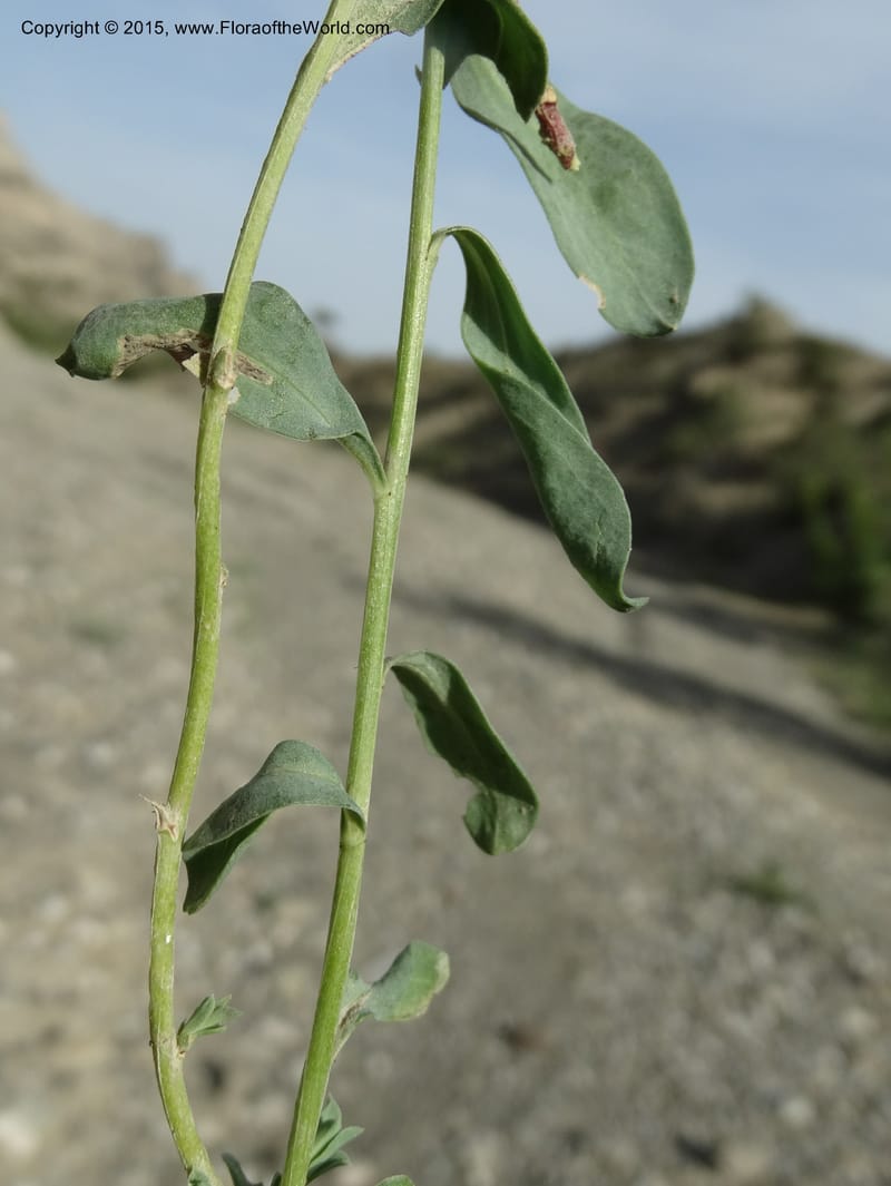 Linum orientale, Davidson, C 12450--Georgia (Caucasus). Kakheti Region. (Kiziki). Toward Vashlovani. 6 Jun 2014. DSC07328 (431).JPG