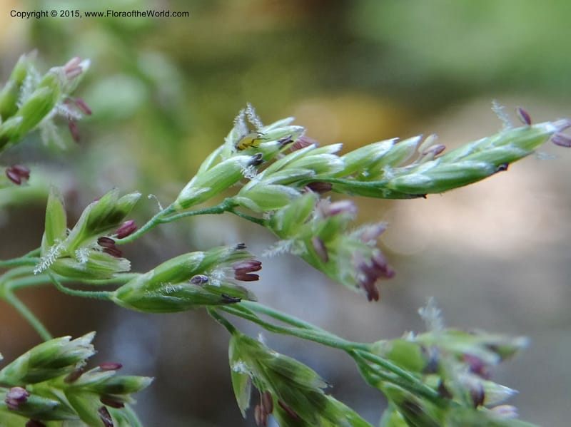 Torreyochloa pallida var. pauciflora, Davidson, C 12609--Idaho. Valley Co. Payette Lake. Sylvan Cr. 20 Jul 2014. DSC00669 (66).JPG