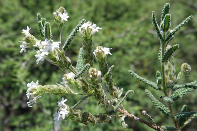 Aloysia castellanosii, Fortunato 13147--Argentina. Hwy 150, S of Ischigualasto. 7 Feb 2018. DSC09263 (62).JPG