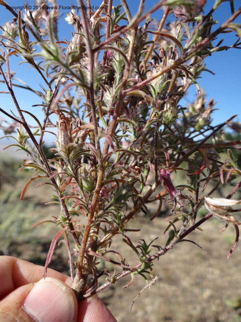 Cordylanthus capitatus, Davidson, C 12234--ID. Ada County. Idaho Bird Observ. Lucky Peak. 16 Sep 2013. DSC07497 (11).JPG