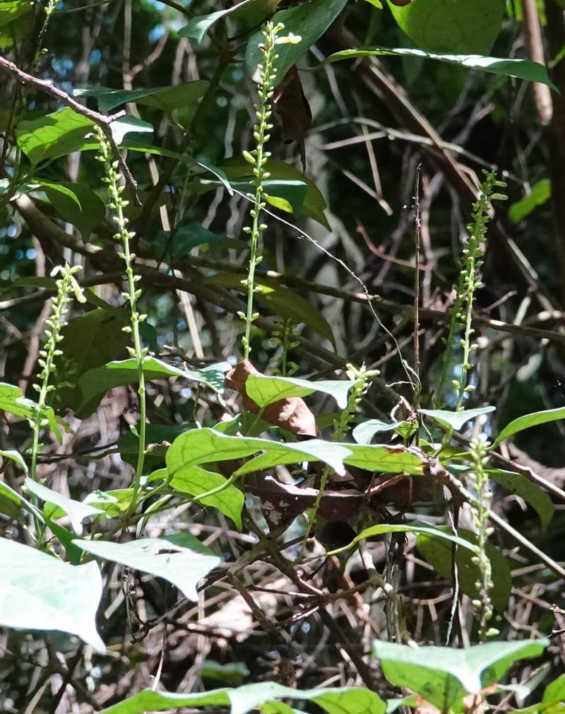 Thomandersia laurifolia, C. Davidson 13964--Gabon. Arb. Sibang. 5 Nov. 2018. DSC02235 (337).JPG