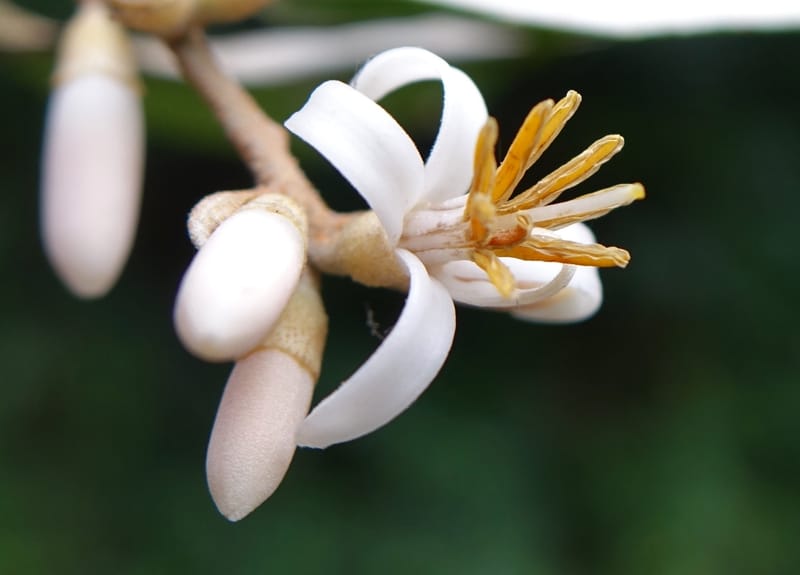 Styrax suberifolia, Chung Kuo-Fang 3354--Taiwan. Wulai Distr. Wulai village. Chia Jiao Liao. 19 May 2016.  (44).JPG