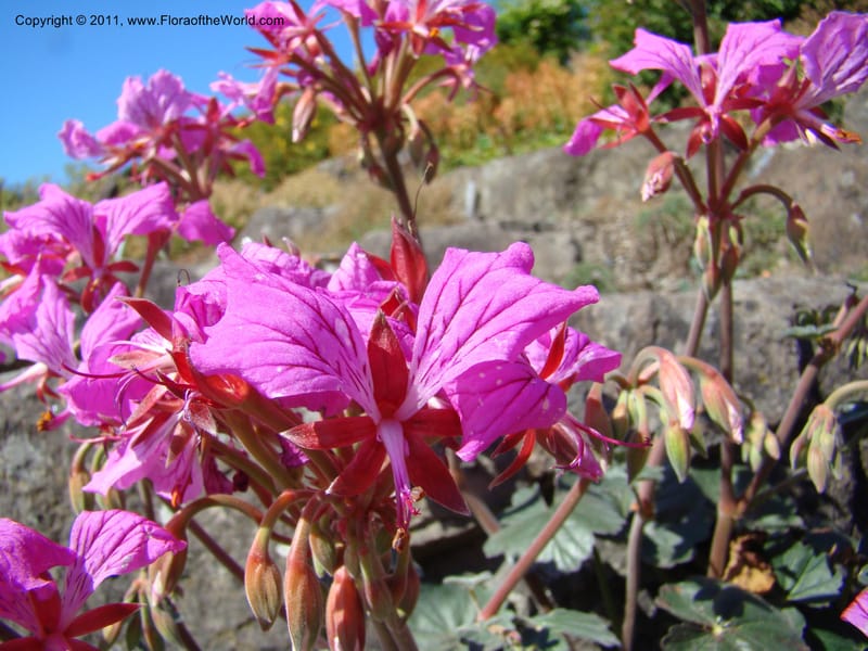 Pelargonium endlicherianum, 36072-0653-2001--Canada. BC. Univ. BC Bot. Garden. 27 Jul 08. 576.jpg
