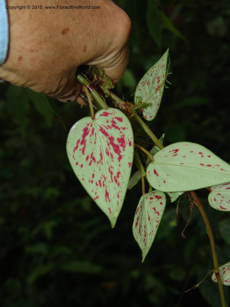 Peperomia, Croat 95716--Ecuador. Maquipucuna Biol. Res. Send. Princip. 11 Mar 06. 107 (11).jpg