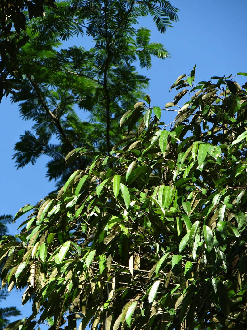 Durio zibethinus, not coll.--Thailand. Surat Thani Prov. Khlong Phanom Nat. Park. 15 Nov 2012. (278).JPG