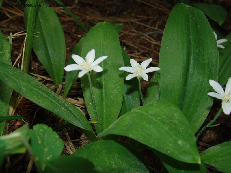 Clintonia uniflora--ID. Valley Co. Sylvan Beach, McCall. 24 Jun 05. 019.jpg