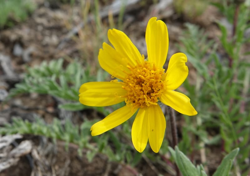 Balsamorhiza hookeri, C. Davidson 13555--ID. Blaine Co. Rock Creek Preserve. TNC. 13 May 2017. DSC00171 (293).JPG