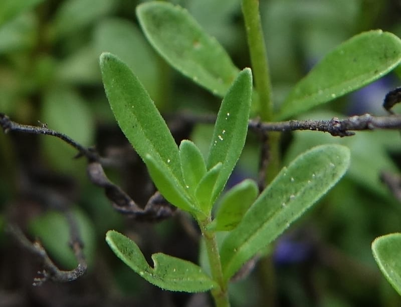 Veronica fruticans, Davidson, C 13254--Switzerland. Oberwald. Chapel St. Nikolas. 2 Jul 2016. DSC07728 (453).JPG