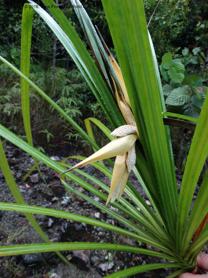 Pandanus borneensis, Callmander, M 1185--Sabah. G. Silam. 1 Oct 2014. DSC00937 (161).JPG