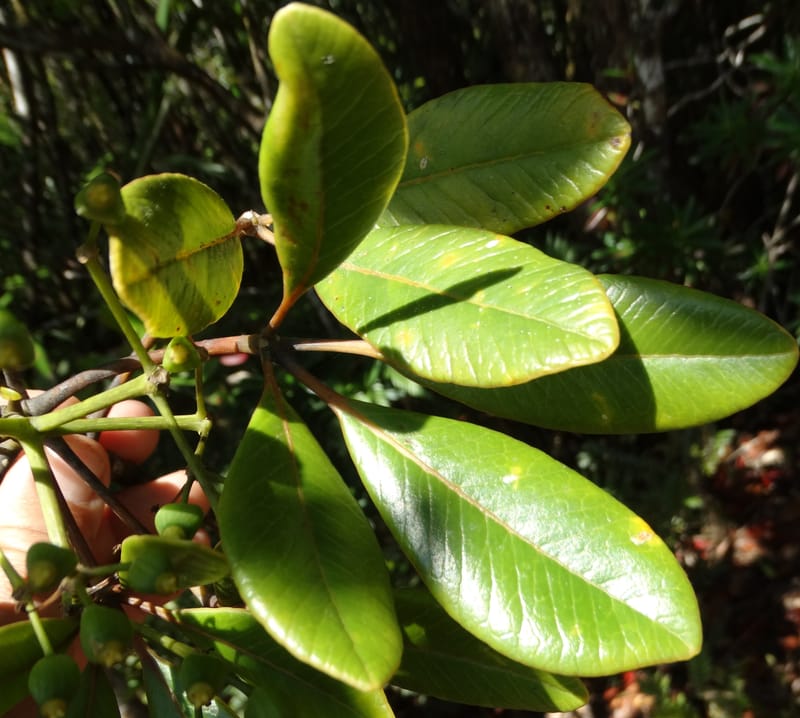 Plerandra elongata, Lowry, P 7374--New Caledonia. Mont Dzumac. 12 Nov 2015. DSC01563 (367).JPG