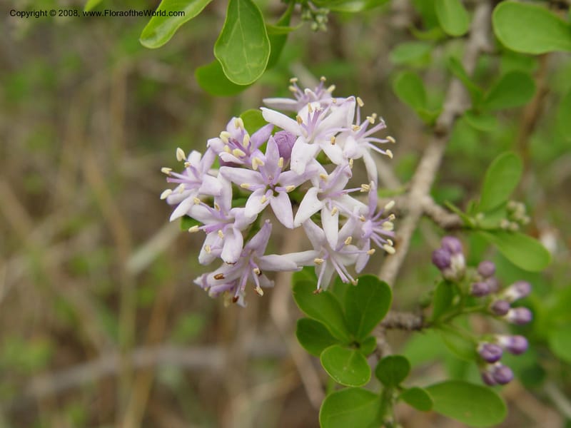 Ehretia rigida--So. Africa. KwaZuluNatal. Hluhluwe Game Res.  30 Sep 03. 079.jpg