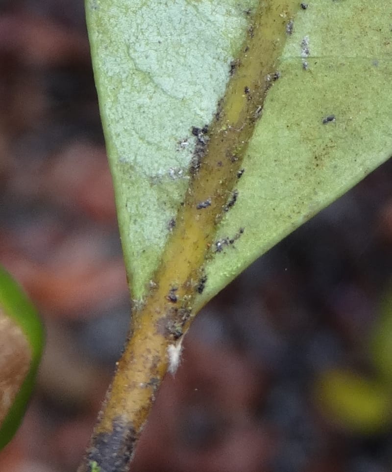 Cryptocarya phyllostemon, Munzinger, J 7408--New Caledonia. Mont Dzumac. 12 Nov 2015. DSC01563 (251).JPG