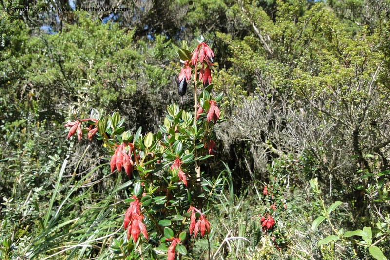Brachyotum alpinum, Ulloa 2084--Ecuador. P. N. Sangay. 6 June 2011. 309 (30).jpg